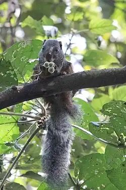 Gray squirrel
