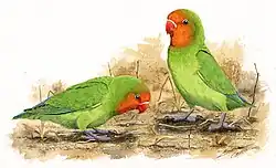 Artwork of two green parrots with orange faces standing on a sandy ground with dry grass