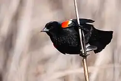 A red-winged blackbird clutching a rush in Point Pelee National Park