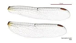 Male wings