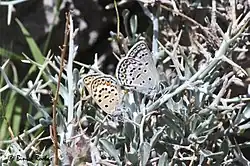 Plebejidea loewii uranicola mating from United Arab Emirates