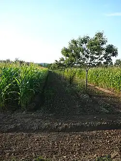 Image 28Alley cropping of maize and sweet chestnut, Dordogne, France (from Agroforestry)