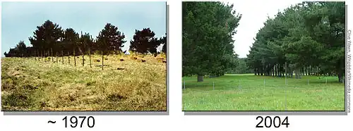 Image 3Silvopasture over the years (Australia) (from Agroforestry)