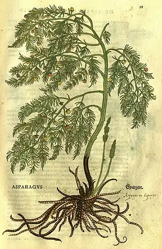 Asparagus officinalis