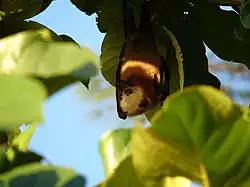 Brown bat