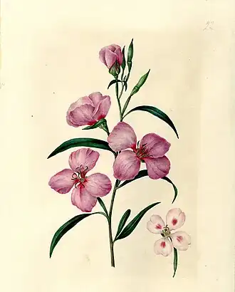 Clarkia rubicunda