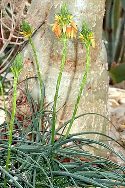Aloe vossii