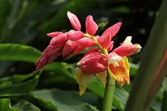 Alpinia hainanensis "Shengzhen" from Flower View
