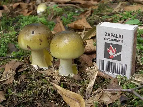 Young death cap mushrooms in Poland, with matchbox for scale