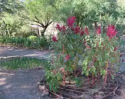 Amaranth, onion, and corn at Mission Garden