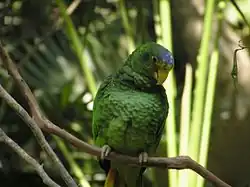 Female at Xcaret Park