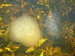 Polymorphic spotted salamander egg masses: white morph (left) and clear morph (right)