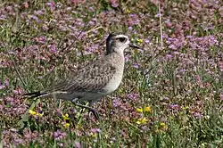 American golden-plover (Pluvialis dominica)
