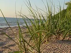 Photograph of a sandy beach on a lake: A stand of green beachgrass is in the foreground.