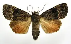 Mounted specimen