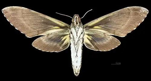 Female, underside