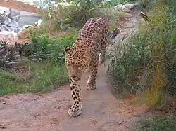 An endangered Arabian leopard, which used to be recorded in the mountainous region of the country[30][31]