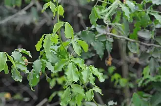Texas torchwood (Amyris texana), Bentsen-Rio Grande Valley State Park, Mission, Hidalgo County, March 2023.