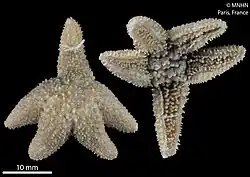 "Anasterias antarctica"