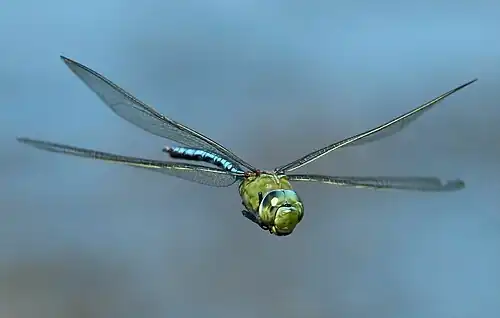 Male in flight