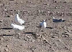 Gulls in southern Bolivia
