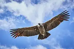 Andean condor soaring over southern Peru's Colca Canyon