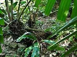 In Cairns Botanic Garden, August 2021. This image illustrates the prostrate older section of the rhizome and the erect younger portion