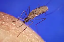 A mosquito sitting on the tip of a finger