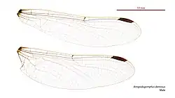 Male wings