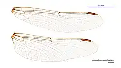 Female wings