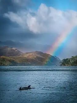 Dolphins pop out of the ocean, with a rainbow and cloudy/sunny skies