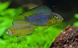 An Apistogramma borellii pair during a courtship ritual