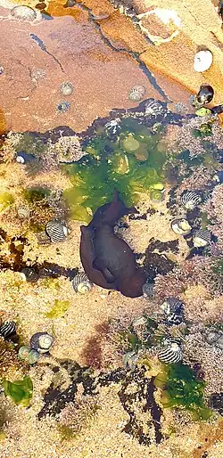 Aplysia juliana in rock pool in North Avoca, NSW, Australia