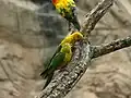 Sun conure at Cameron Park Zoo