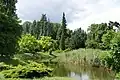 Collection of trees beside a pond in the Kórnik Arboretum