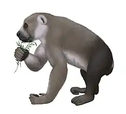 The subfossil lemur Archaeoindris