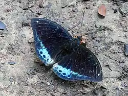 Khasi Dark Archduke male (Lexias dirtea khasiana)
