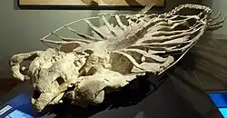 Front view of the skeleton