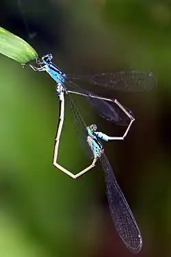 Mating