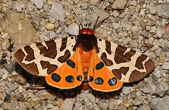 Most butterflies fly by day, most moths by night: but Arctia caja is day-flying.