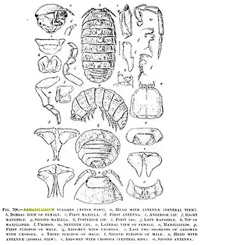 An image depicting Armadillidium vulgare and its component pieces.