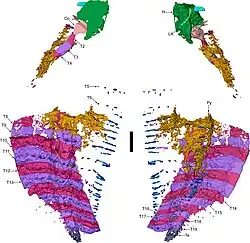 The smaller of the two exceptionally preserved Arthropleura fossils from Montceau-les-Mines, also showing the head region, from Lhéritier et al. (2024).