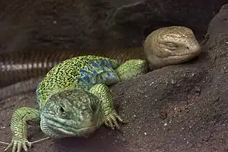 With a sheltopusik, at the Artis Royal Zoo