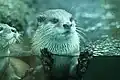 Asian small-clawed otter