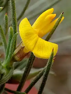 Vegetation near Bergplaas.