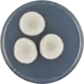 Aspergillus carlsbadensis growing on CYA plate