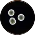 Aspergillus puulaauensis growing on MEAOX plate
