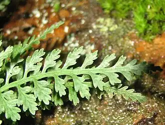 The tip of a fern frond with lacy pinnae and a green axis