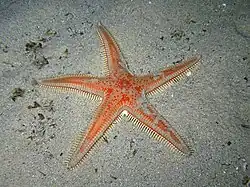 Astropecten aranciacus