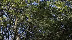 Ateleia ovata behind DAC unicamp, Campinas (SP) Brasil; green fruits can be seen in the left side of the picture.